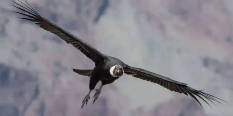 Condor