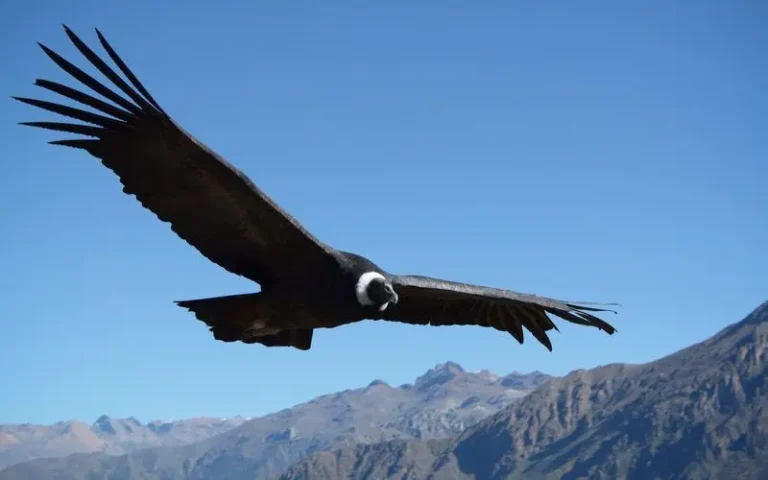 Condor Viewpoint